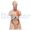 Maniqui Torso 24 Partes 